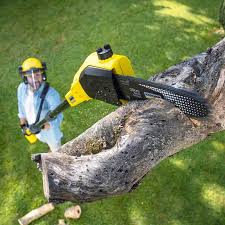 Best Emergency Tree Removal  in Pipestone, MN