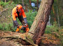 How Our Tree Care Process Works  in  Pipestone, MN