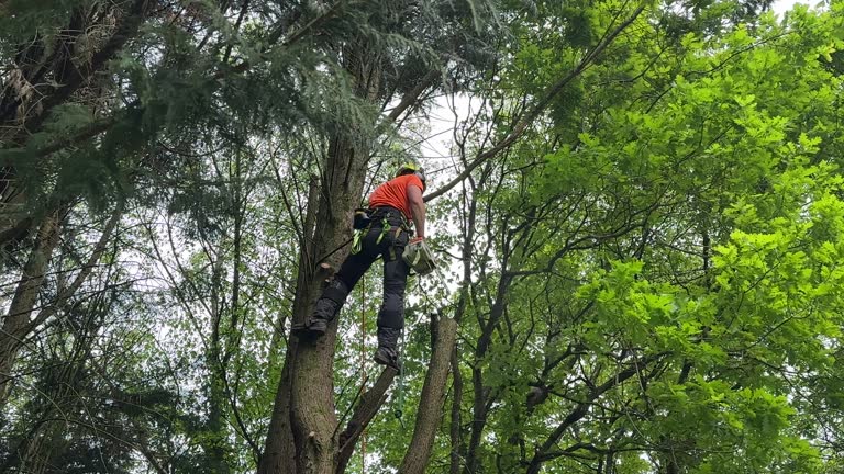 Best Tree Trimming and Pruning  in Pipestone, MN